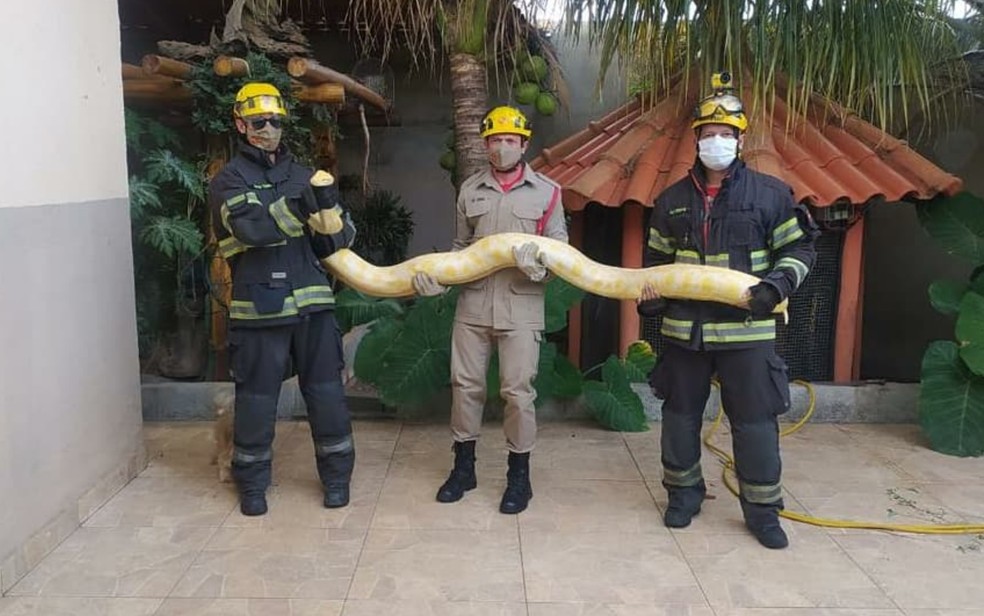 Foto: Divulgação Corpo de Bombeiros de Goiás