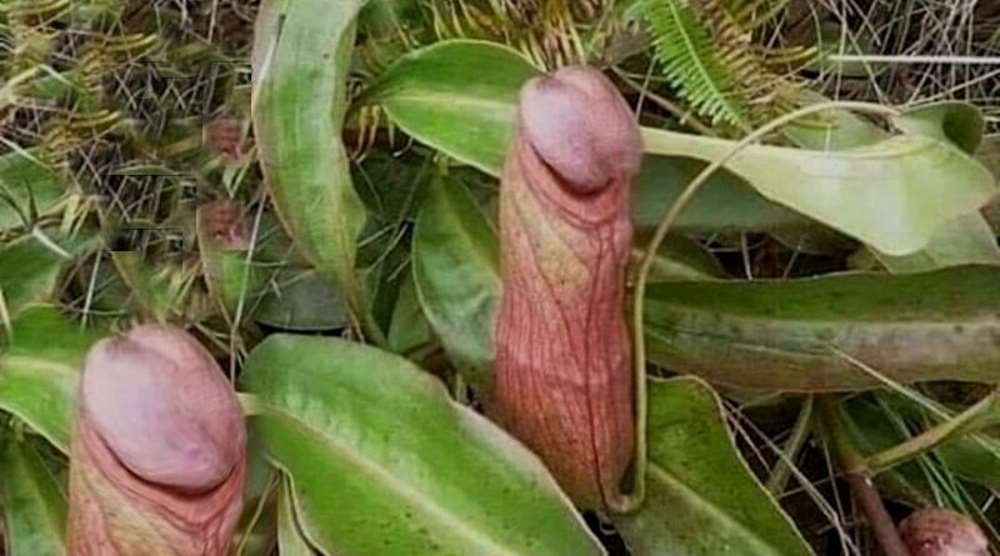 Imagem: Reprodução/Jornal Ciência