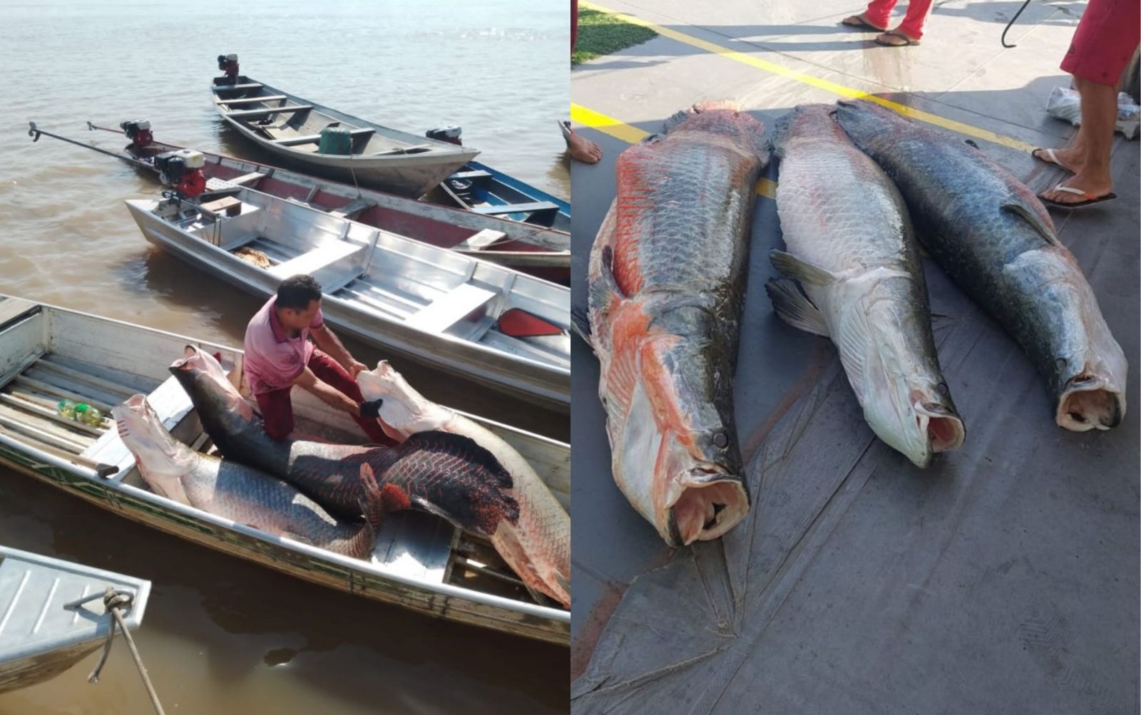 Foto: Divulgação Ibama Amazonas