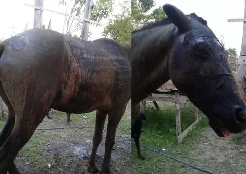 VEJA VÍDEO: Cavalo agonizando e todo queimado, após incêndio