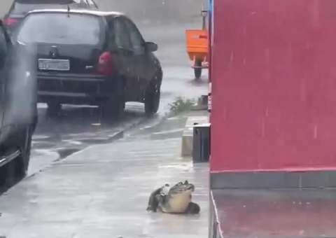 Jacaré é Resgatado de Calçada no Bairro Coroado em Manaus Após Surpreender Pedestres