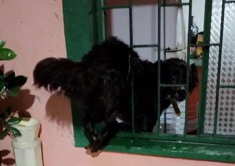 Cadela é Resgatada pelo Corpo de Bombeiros em Manaus Após Ficar Presa em Grade Durante Temporal