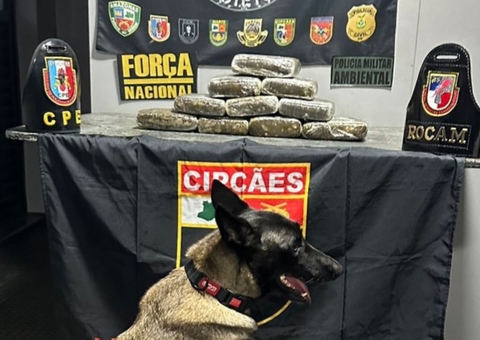 Cadela Policial Athena Fareja 12 kg de Skunk Escondidos em Ferryboat no Rio Solimões