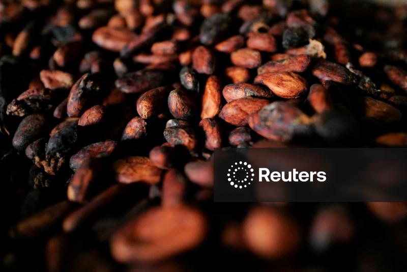 Cacau recua para perto de mínimas de 3 anos, com perda superior a 35% em 3 semanas