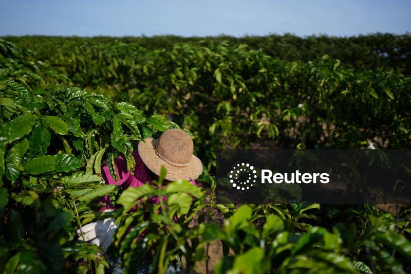 StoneX eleva previsão de safra de café do Brasil em 6,5% para mais de 75 mi sacas