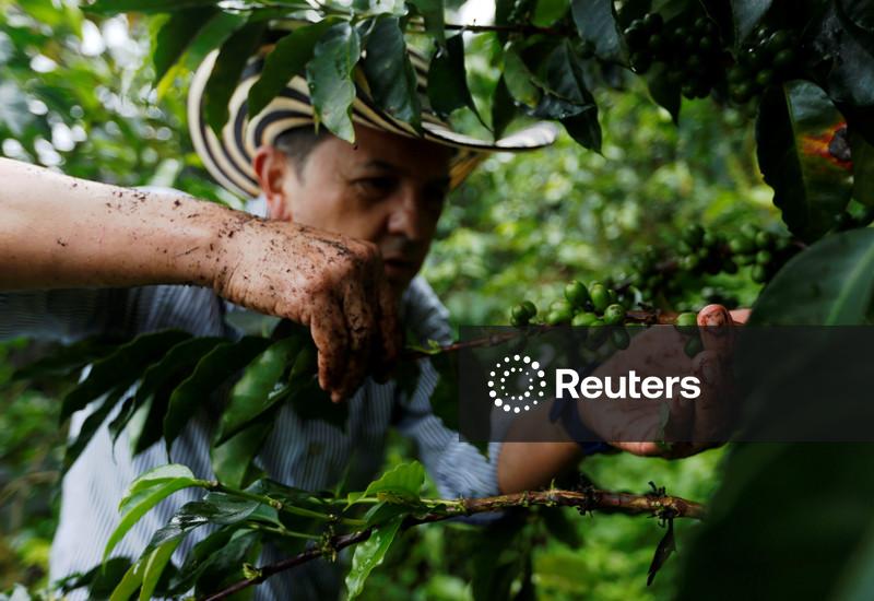 Produção de café da Colômbia acentua queda em fevereiro devido às chuvas