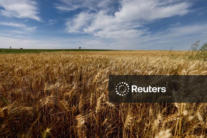 Safra de trigo do Paraná deve cair 12% em 2026, prevê Deral