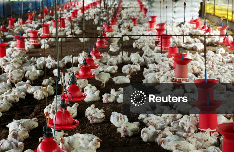 MBRF vê cenário favorável para grãos do Brasil, sem impacto imediato de "choque" de fertilizantes