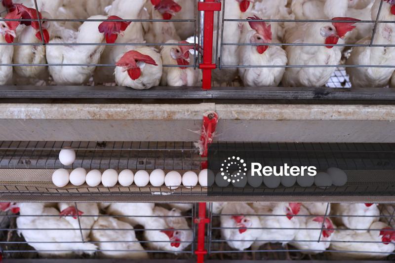 Com retomada da China, exportação de frango do Brasil tem seu melhor fevereiro, diz ABPA