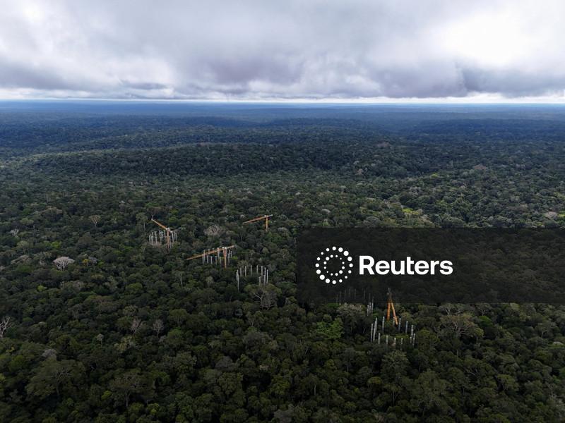Suspeita de fraude do Master em mercado de carbono é grave e demanda ações de regulação, diz secretária da Fazenda