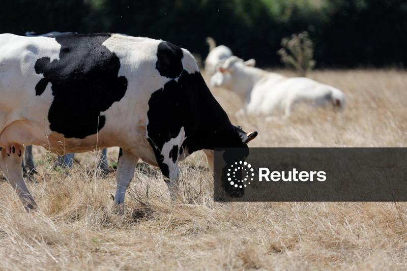 Produção de carne bovina gera 40% da destruição florestal ligada ao agro, Brasil lidera