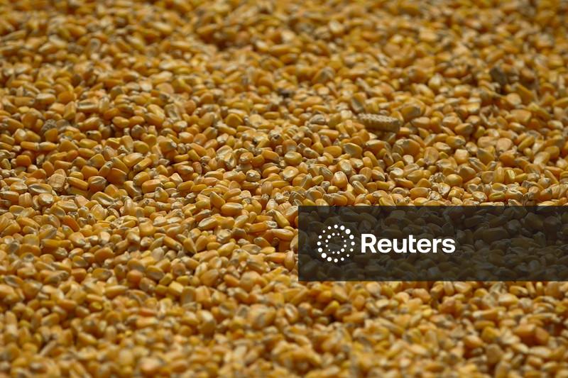 Ucrânia vê área de milho estável, choque de fertilizantes pode ocorrer em 2027