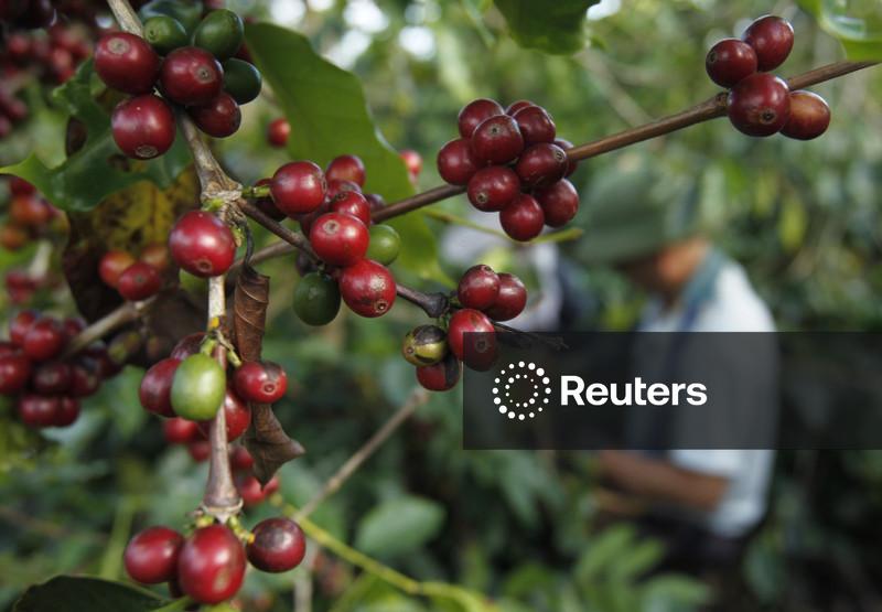 Vendas de café do Brasil na safra 2026/27 seguem lentas, diz Safras & Mercado