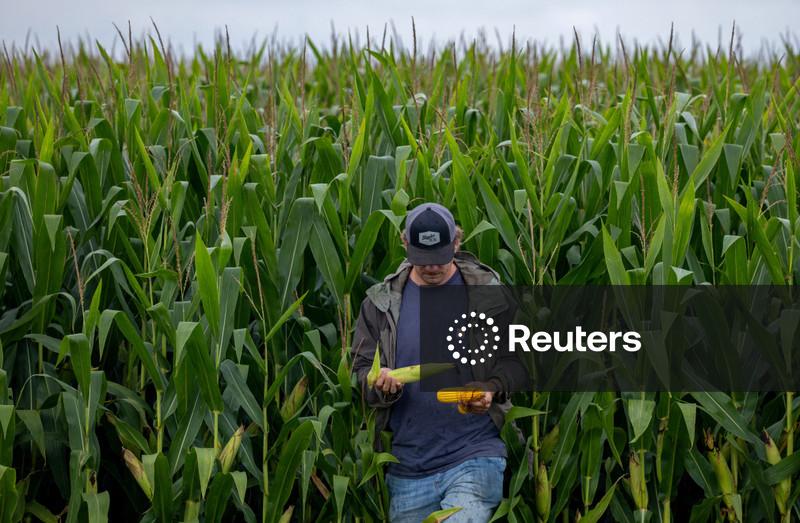 Regiões de soja da Argentina recebem chuvas necessárias antes da colheita, diz bolsa