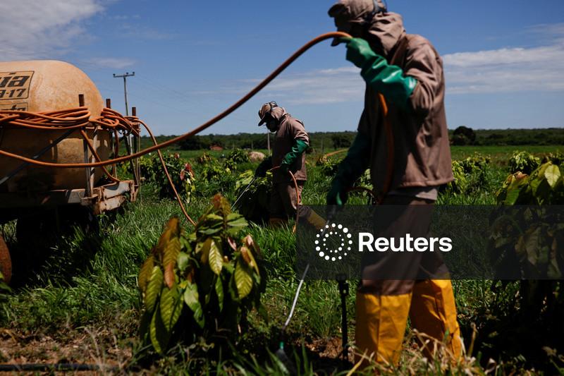 Sonho do Brasil de ter lavouras de cacau em escala fica distante após queda do preço