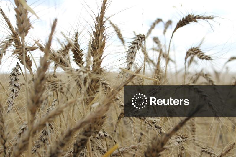 Milho e trigo caem na esteira dos preços do petróleo; soja sobe