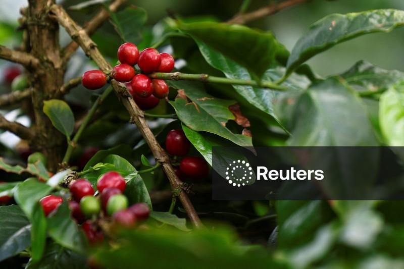 Comexim projeta aumento da safra de café do Brasil para 71,1 mi sacas