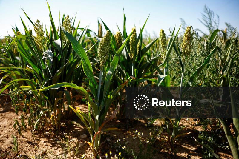 Limitada agora, exportação de sorgo do Brasil deve avançar no 2º semestre, diz chinesa Hang Tung