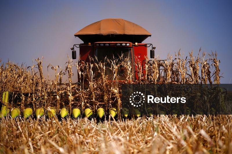 Safras & Mercado reduz previsão de produção de milho do Brasil com corte na "safrinha"