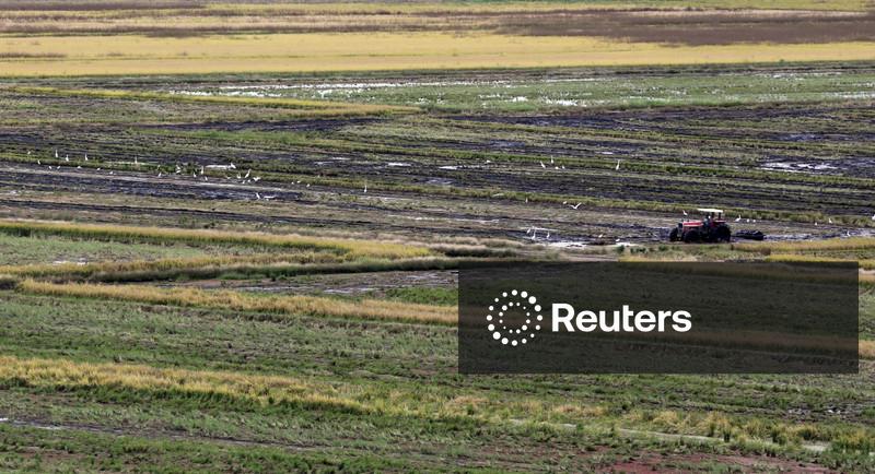 Governo brasileiro destinará até R$70 mi para apoiar produtores de arroz