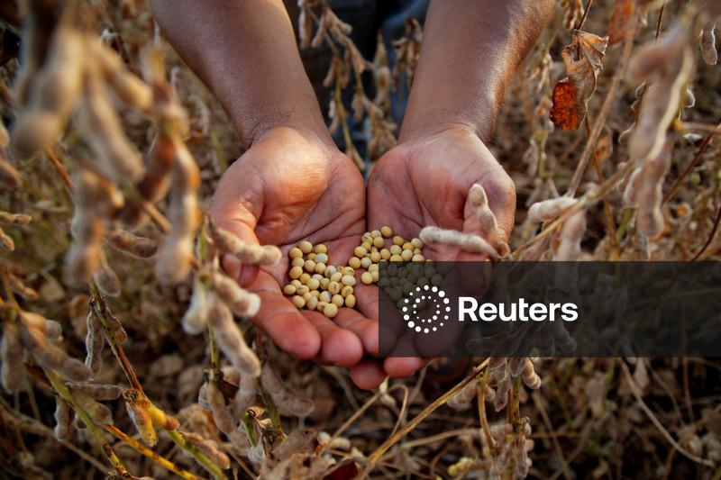 Agroconsult eleva previsão de safra de soja do Brasil para 183,1 mi t