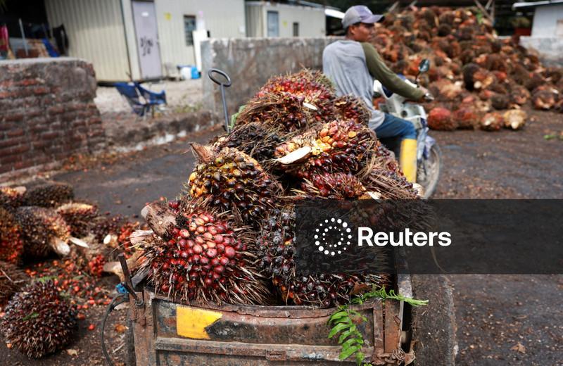 Importações de óleo de palma pela Índia sobem 11% em fevereiro, maior alta em seis meses