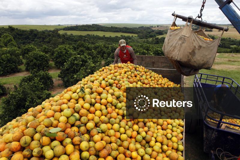 Estoques de suco de laranja do Brasil saltam com queda na demanda após preços altos, diz CitrusBR