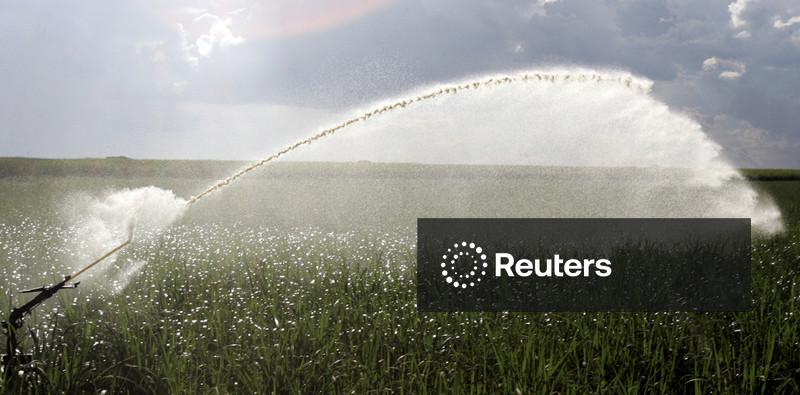 Cacau cai após bater máxima em 2 meses; açúcar bruto atinge mínima em 5 anos