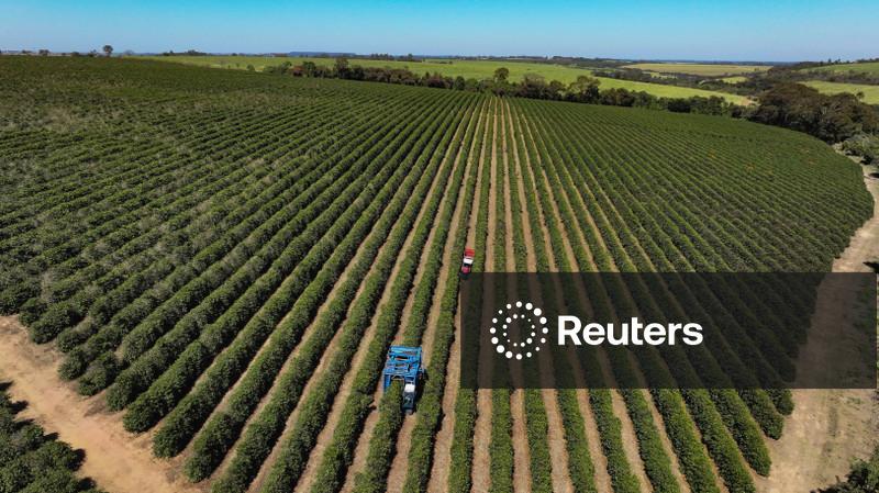 Safras vê produção recorde de 75,65 mi sacas de café do Brasil em 26/27