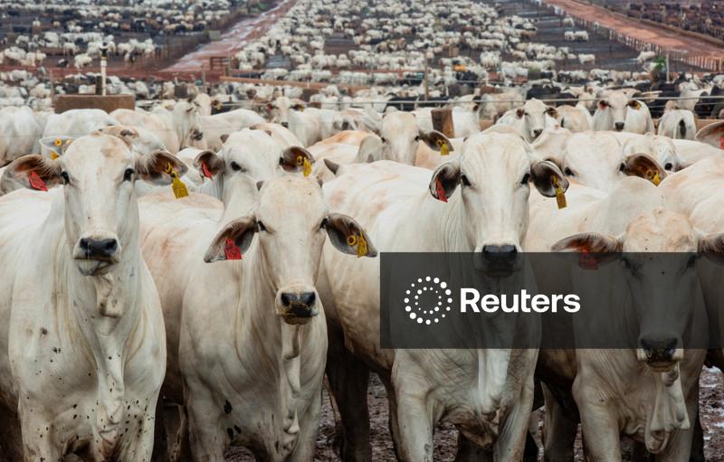 MBRF expande unidade de carne bovina no Uruguai com investimento de US$70 mi