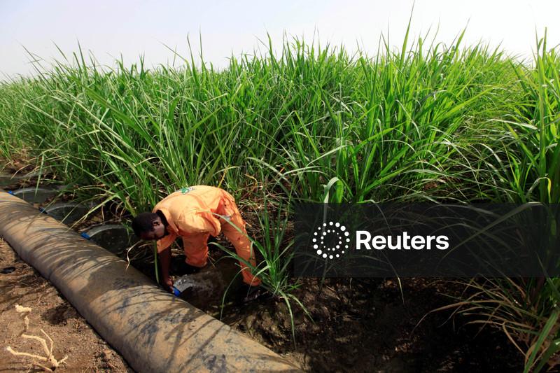 Açúcar bruto tem menor valor em 5 anos por ampla oferta e quedas do petróleo