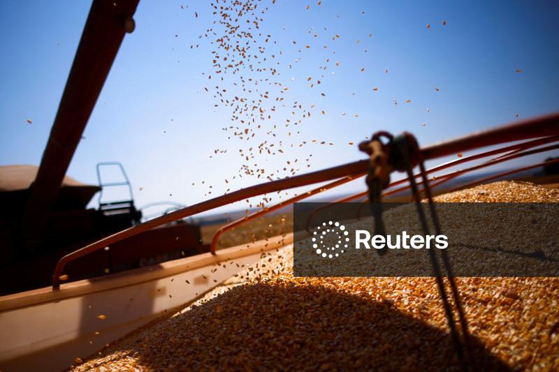 Chuvas trazem alívio para áreas de milho do centro-sul, diz AgRural; colheita de soja vai a 87%