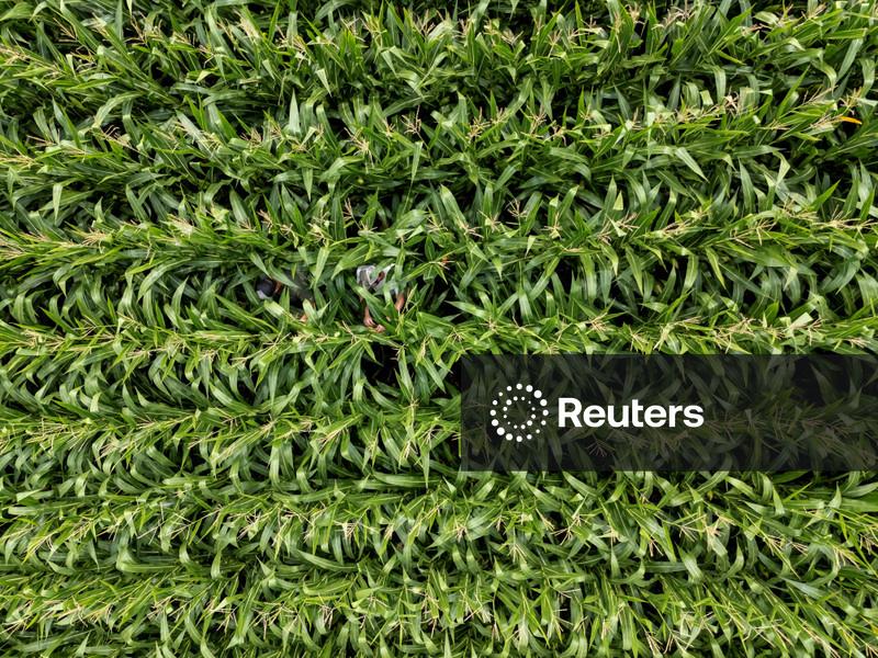 Estoques de milho nos EUA permanecem amplos, diz USDA; safras do Brasil são mantidas