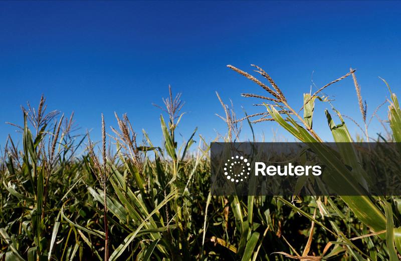 Chuva melhora condições da soja e do milho na Argentina, diz bolsa