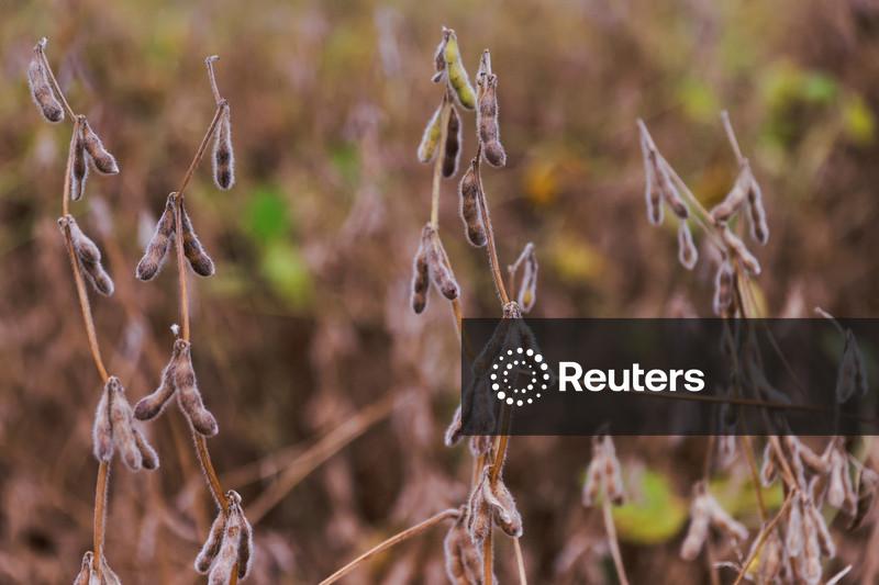 UE identifica transgênico não autorizado em cargas de farelo de soja argentino e brasileiro