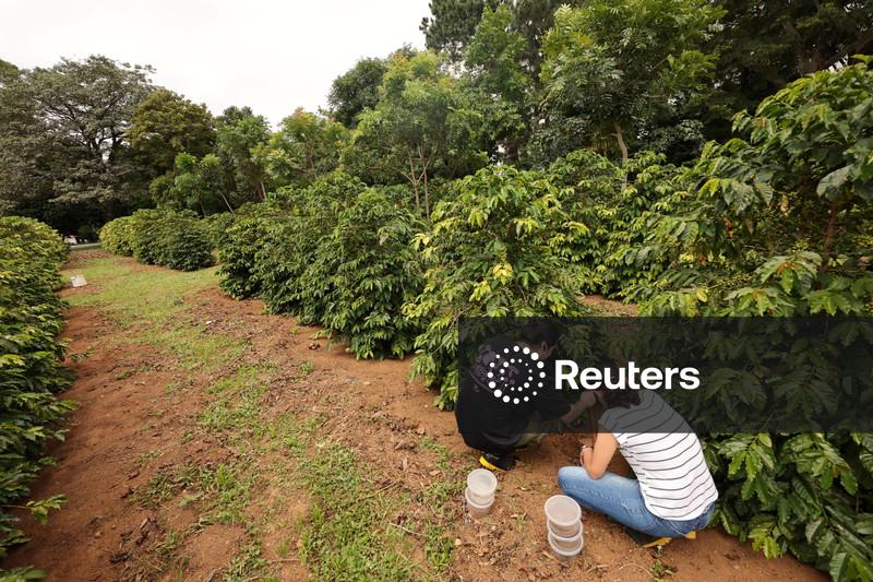 Cecafé registra queda de 10% nos embarques de café do Brasil em março, antes da nova safra