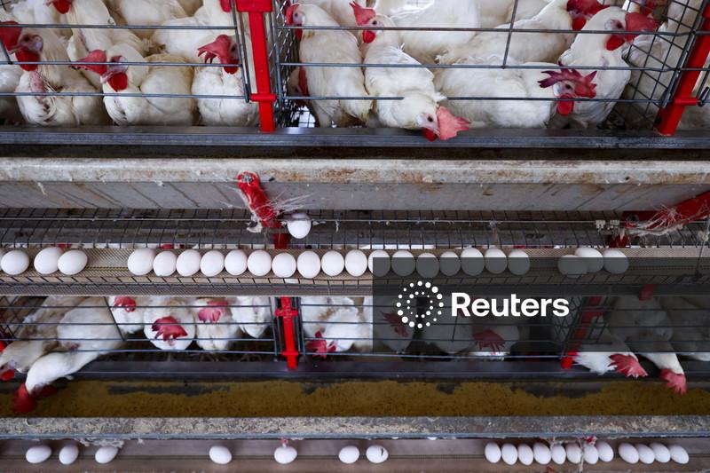 Etiópia abre seu mercado para produtos agropecuários do Brasil, incluindo carnes