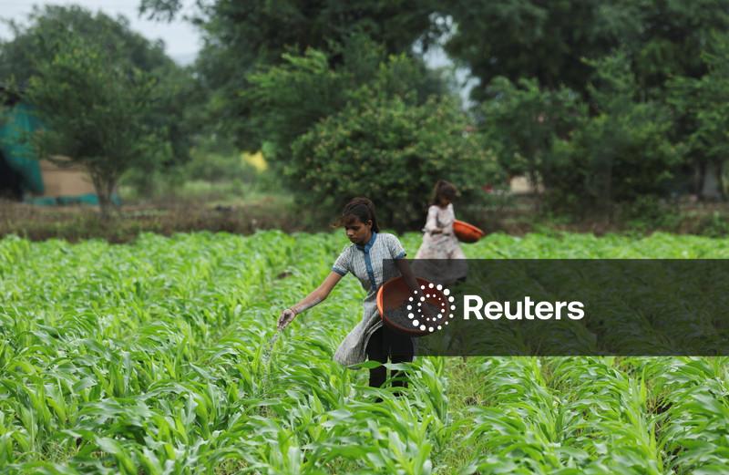 Índia aumenta subsídio para fertilizantes enquanto guerra eleva preços globais