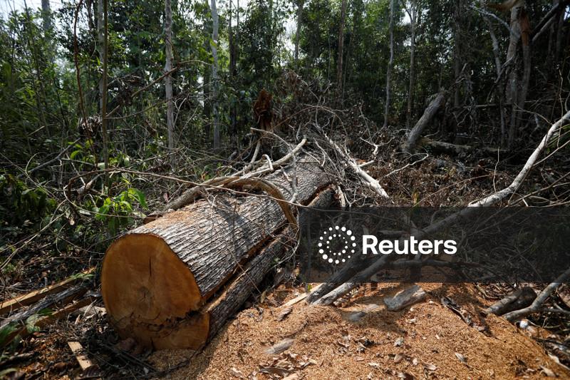 Brasil recruta gerentes de bancos para combater desmatamento