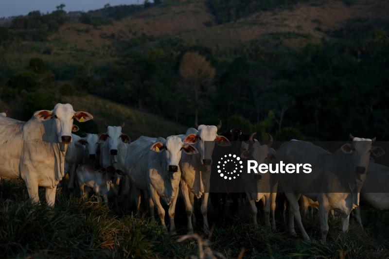 Preço do boi gordo atinge patamar recorde no Brasil com avanço da exportação de carne, aponta Cepea