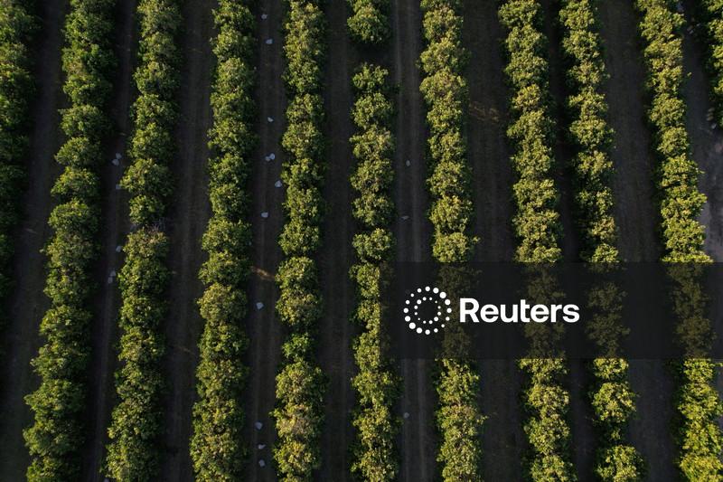 Safra de laranja 25/26 de polo citrícola do Brasil termina com alta de 26,9%, diz Fundecitrus