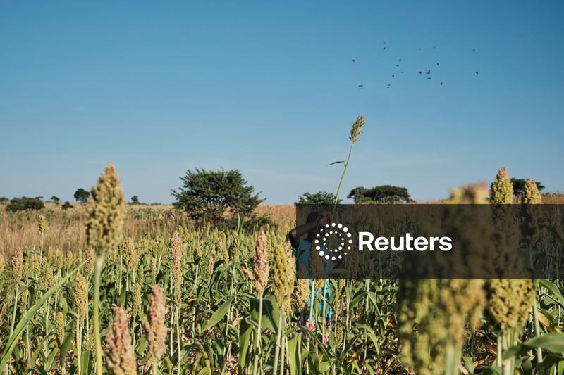 Índia prevê monções mais fracas em 2026 após dois anos de chuvas acima da média