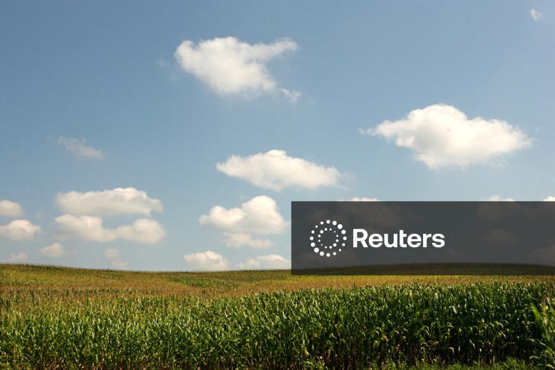 Tempo seco em área central do Brasil ameaça milho tardio, mas favorece colheita de cana