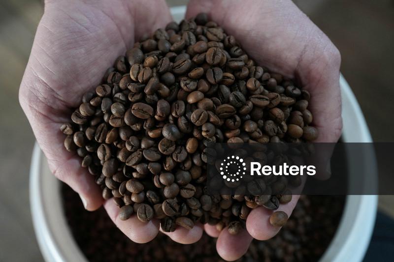 IBGE eleva previsão para café canéfora do Brasil e vê safra total em recorde