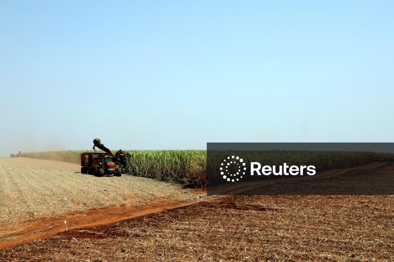 Safra de cana de MG deverá crescer 11,6% em 26/27, projeta associação