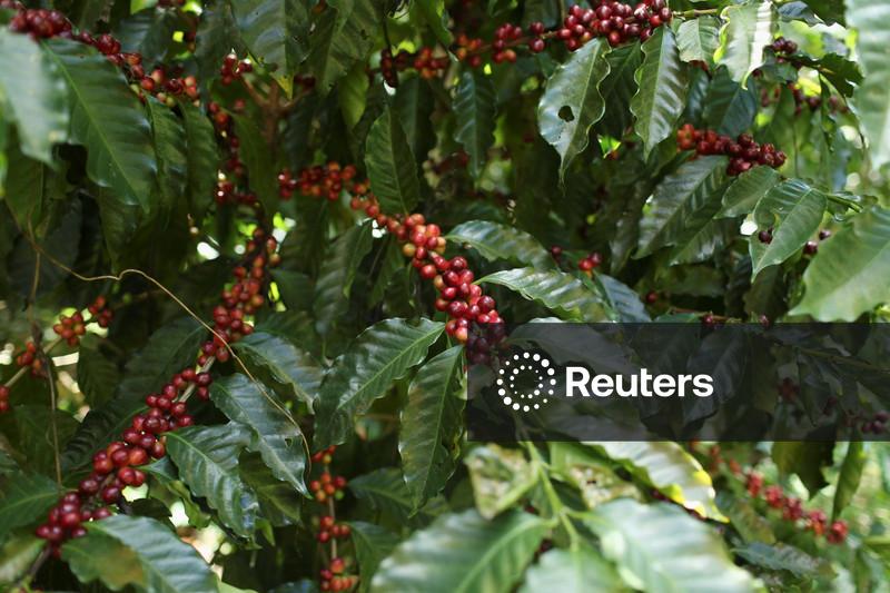 StoneX projeta superávit global de 10 mi sacas de café em 2026