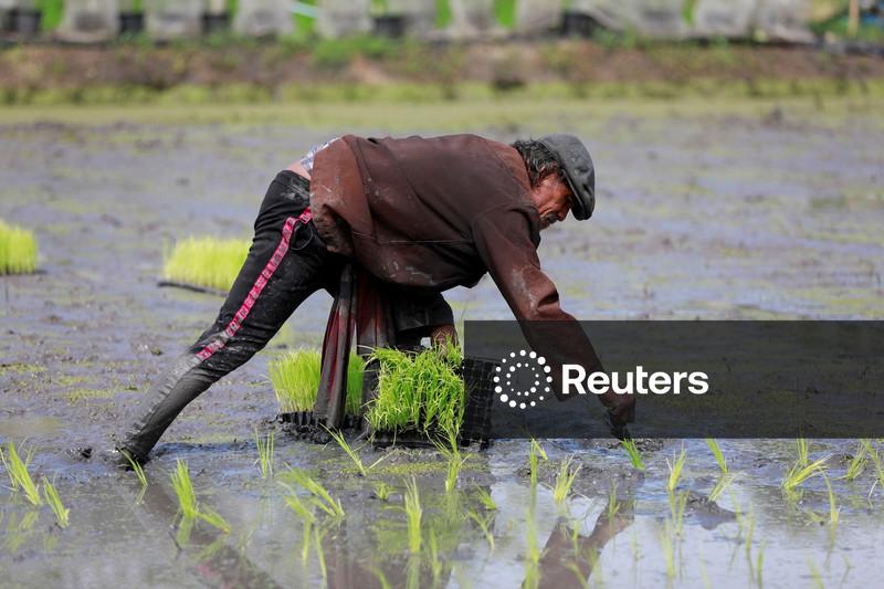 Do excedente à tensão: oferta mundial de arroz ameaçada pela guerra do Irã e pelo El Niño