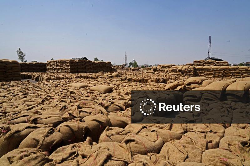 Produção de trigo da Índia deve cair em 2026 após chuvas na colheita, diz governo