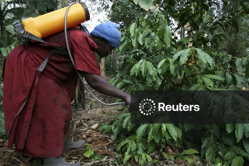 Exportações de café de Uganda aumentam 17% em fevereiro