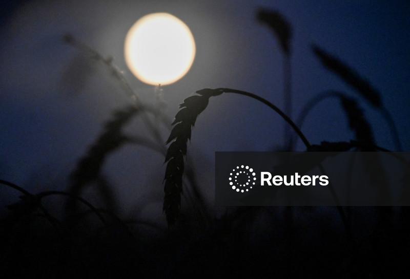 Trigo sobe em Chicago com preocupações sobre clima seco nos EUA